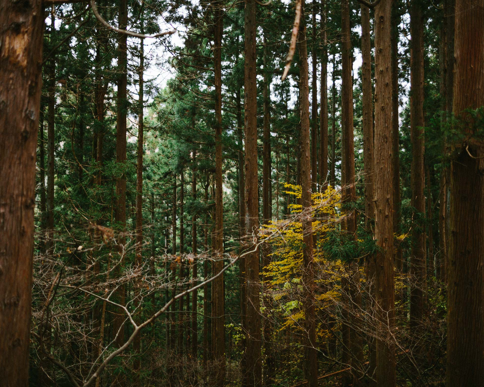 Japanese Forest