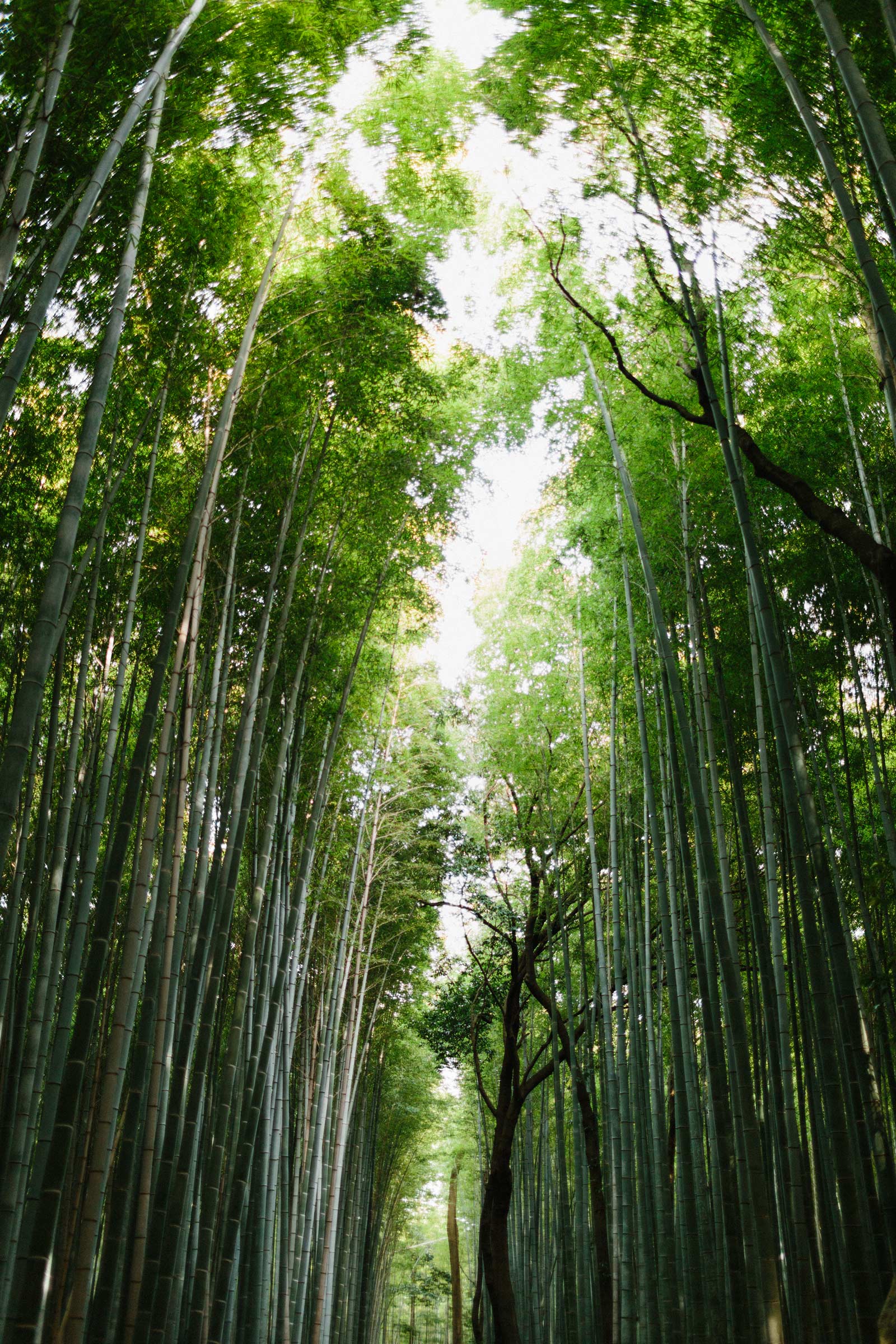 Arashiyama bamboo forest